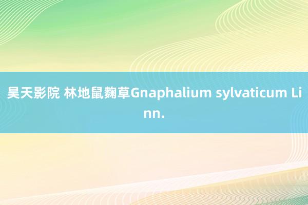 昊天影院 林地鼠麴草Gnaphalium sylvaticum Linn.