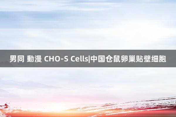 男同 動漫 CHO-S Cells|中国仓鼠卵巢贴壁细胞